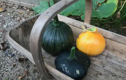 How to harvest pumpkins