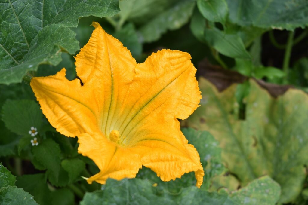 Female pumpkin flower