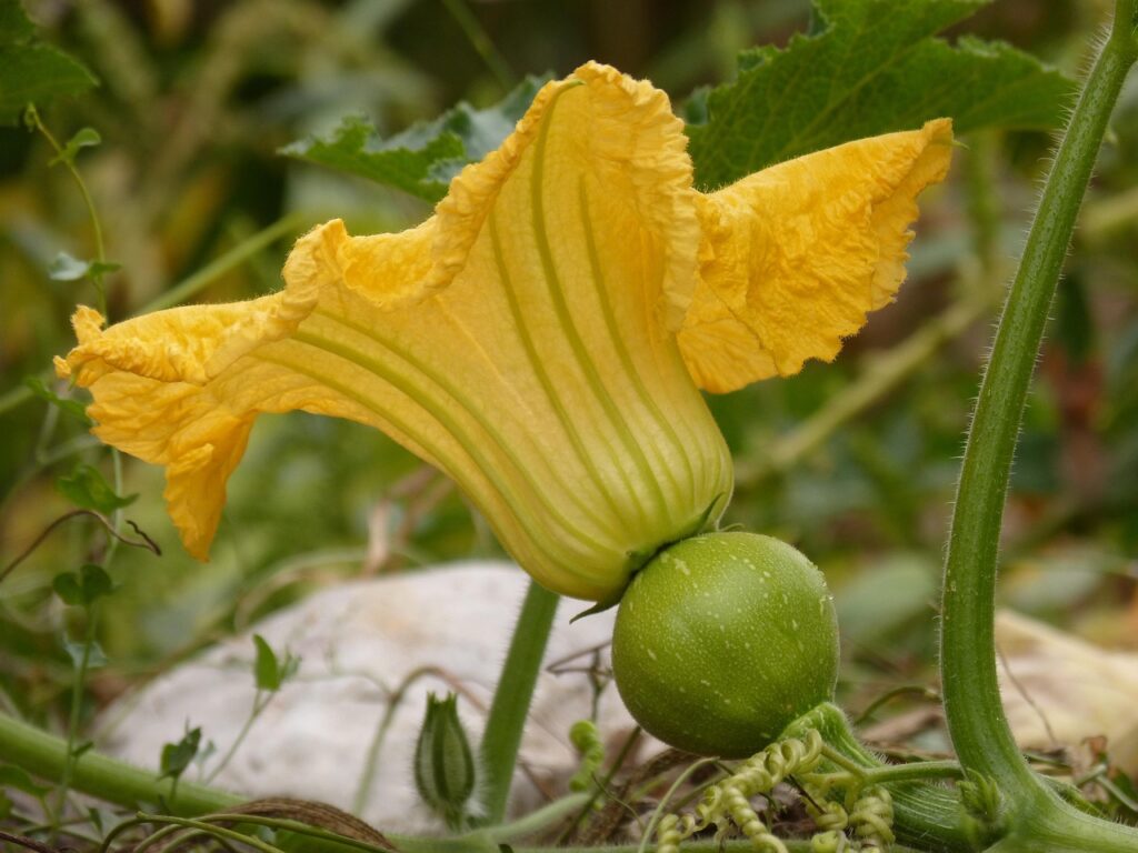 A fruiting pumpkin