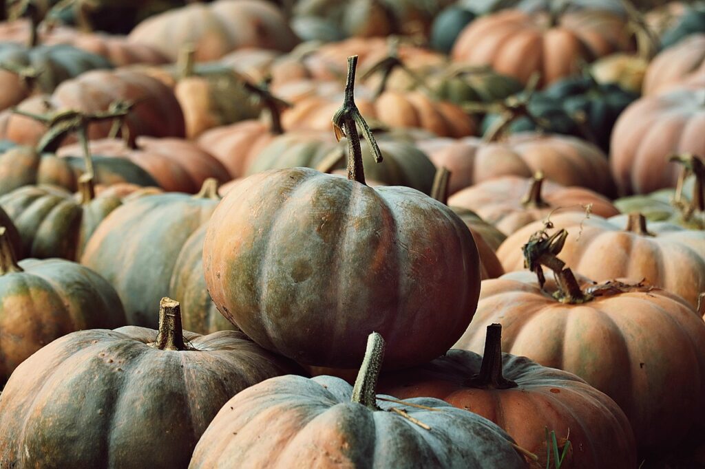 How to harvest a pumpkin