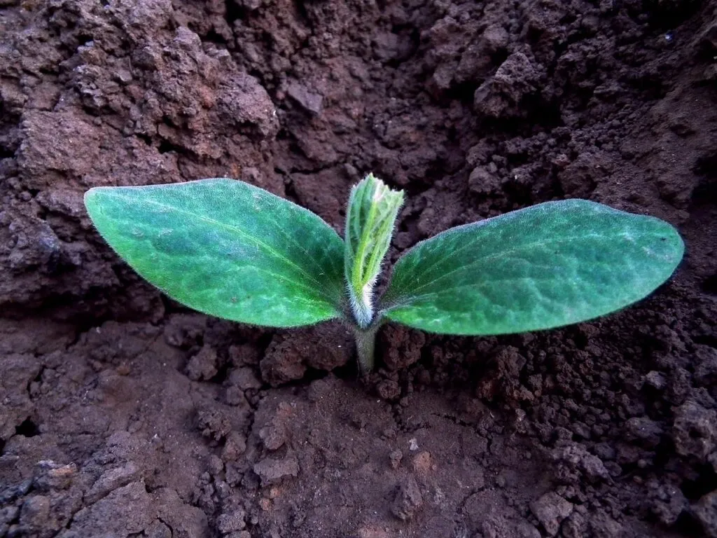 A pumpkin seedling