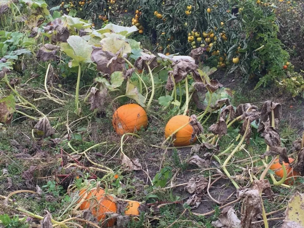 Thinning pumpkins