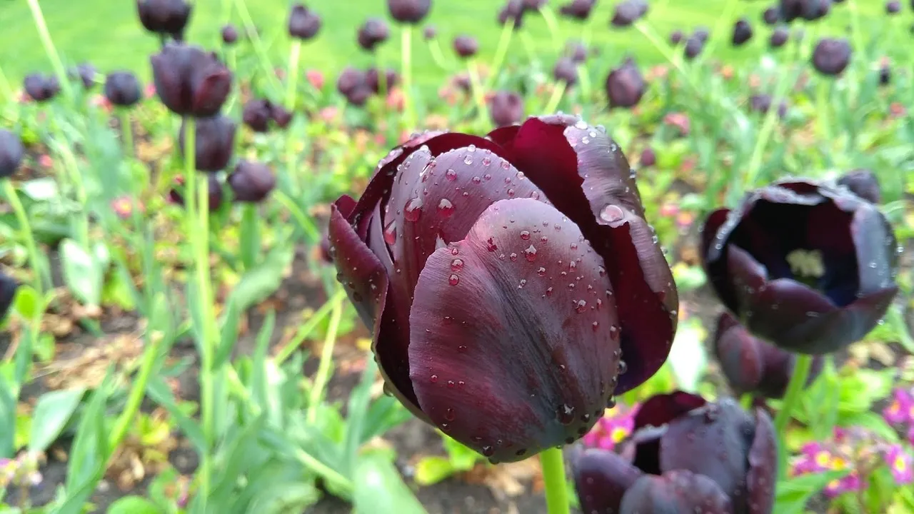 Queen of the night tulip