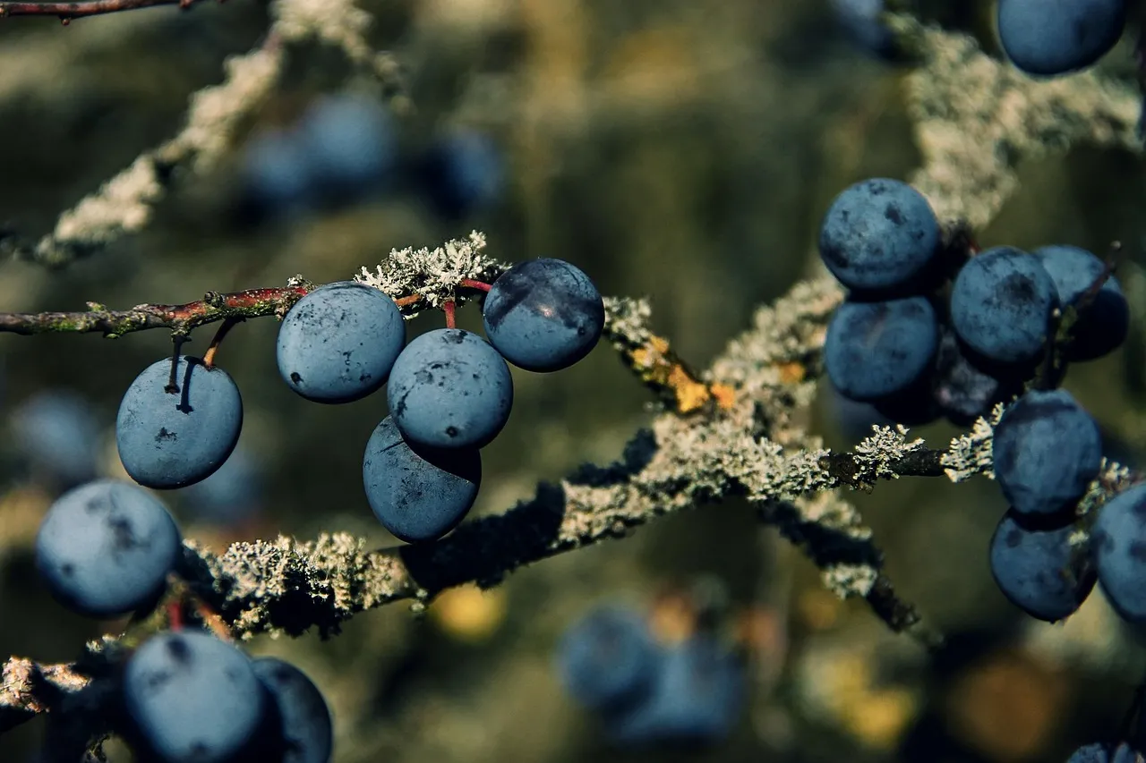 Blackthorn hedge with sloe fruit, an exceptionally tough windbreak plant