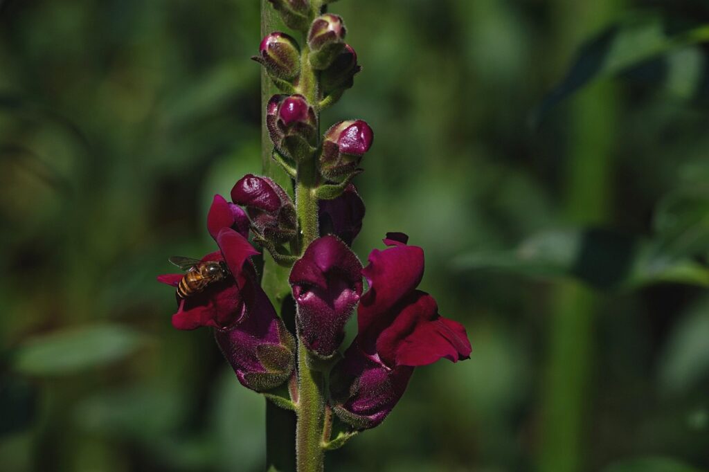Gothic plant ideas