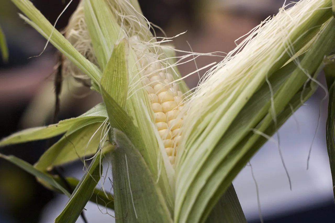 Sweetcorn growing in the vegetable garden