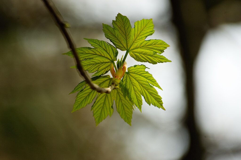 Leaf mould guide