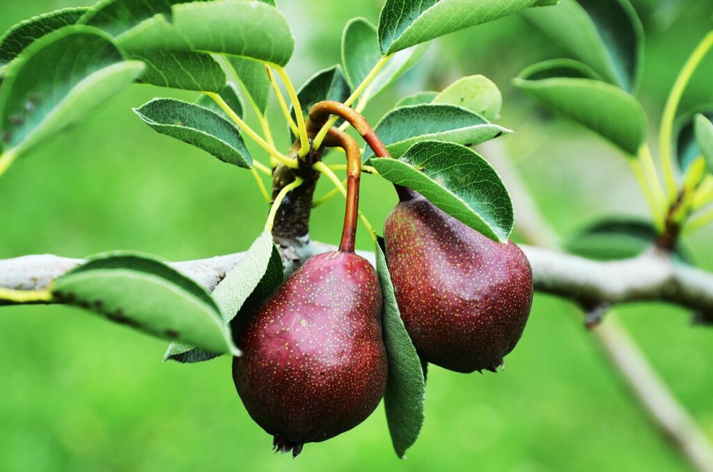 How to store pears