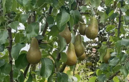 Pear problems