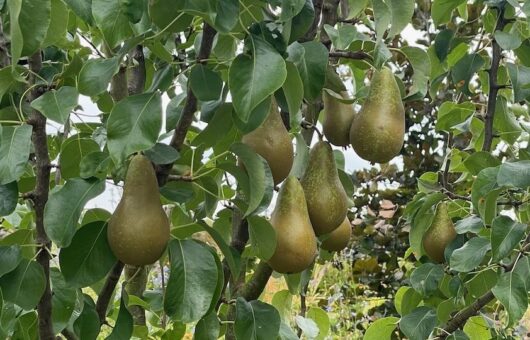 Pear problems