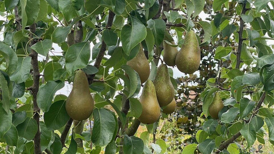 Pear problems