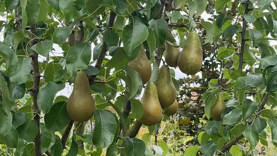 Pear problems