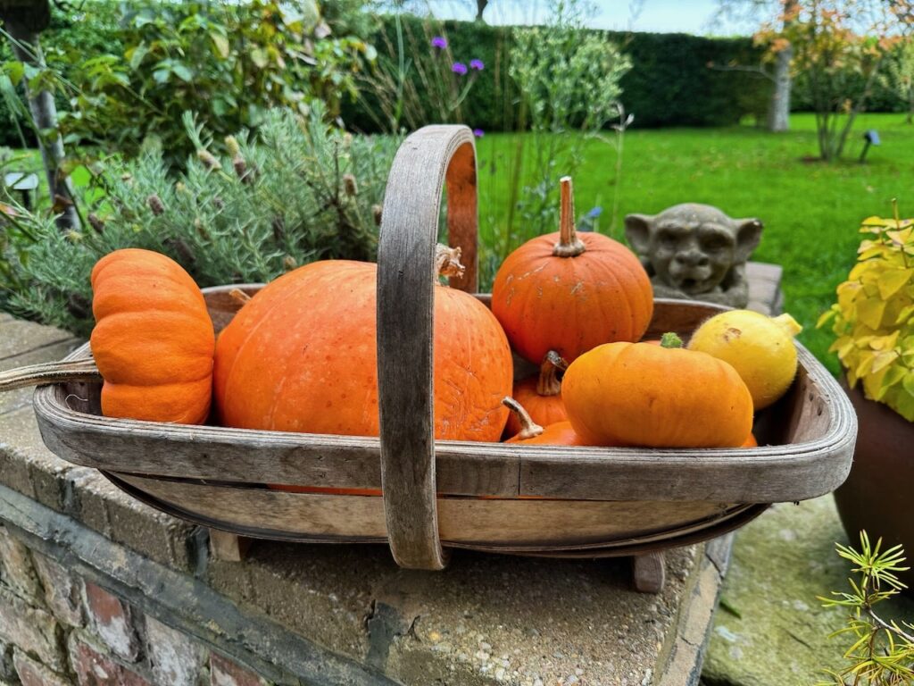 When to harvest pumpkins