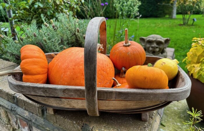 When to harvest pumpkins