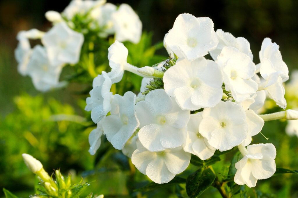 Fence line flower ideas