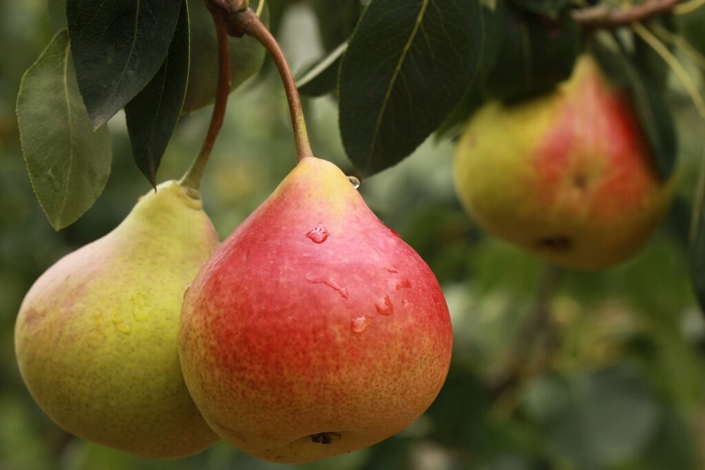 How to harvest pears