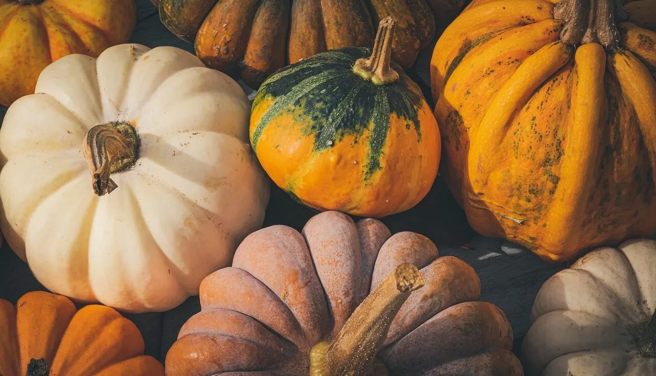 How to harvest pumpkins