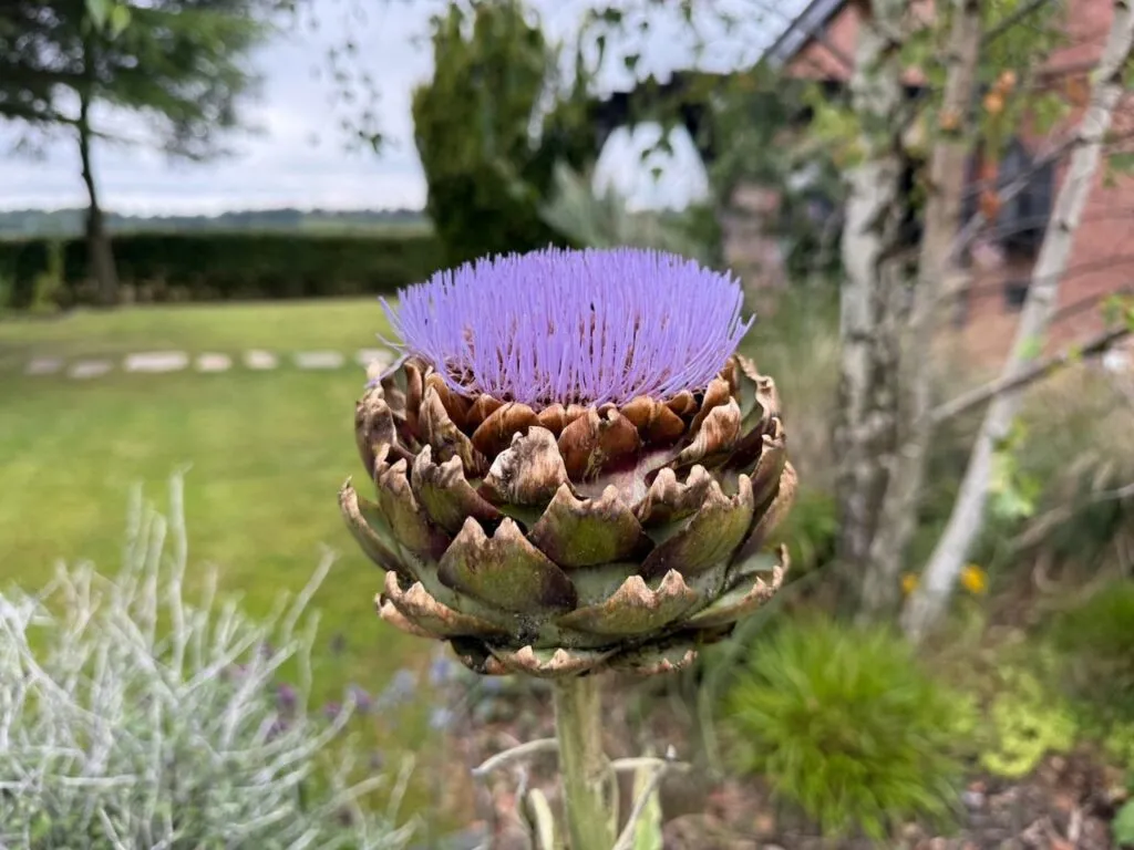Edimentals plants you can eat