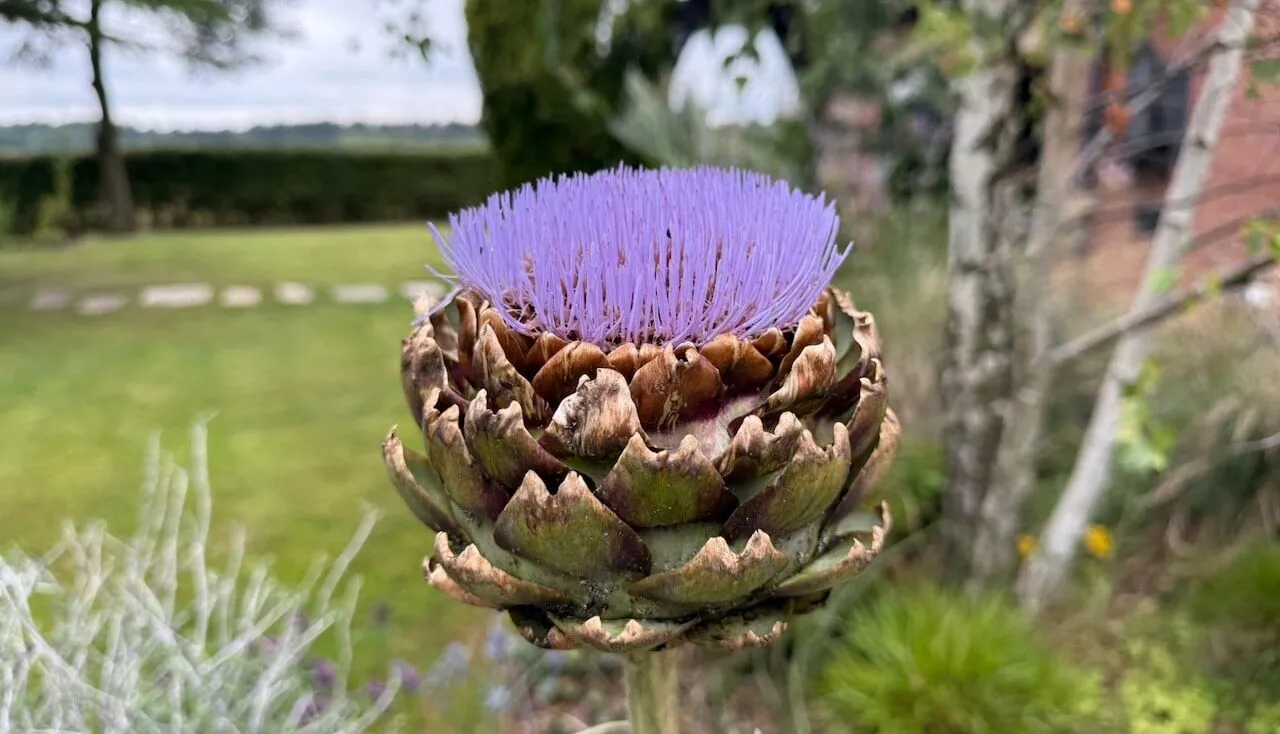 Edimentals plants you can eat