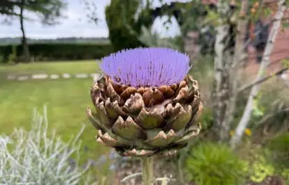 Edimentals plants you can eat
