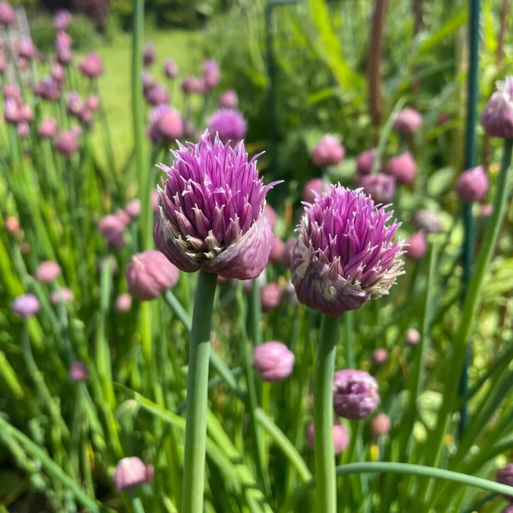 garden chives