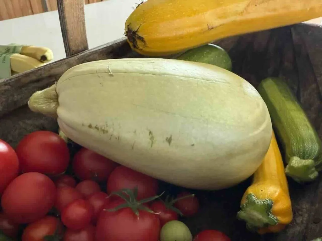 When to harvest courgette