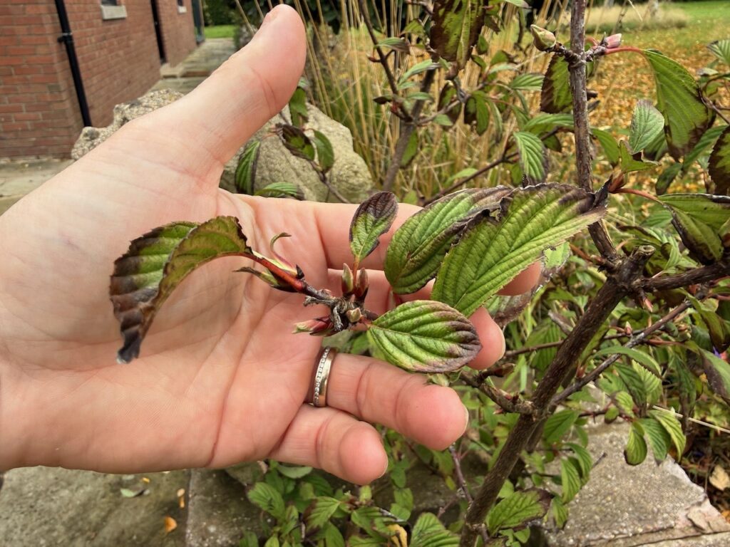 Lack of watering showing on a plant