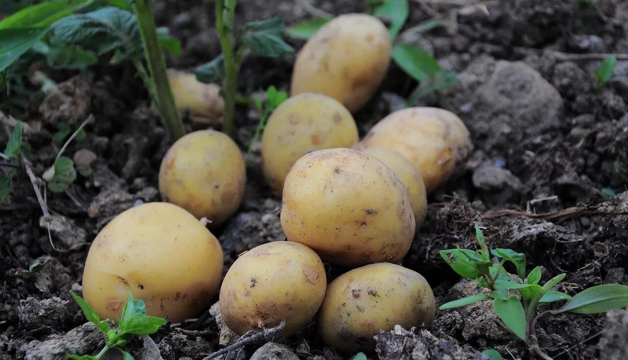How to harvest potatos