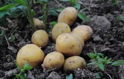 How to harvest potatos