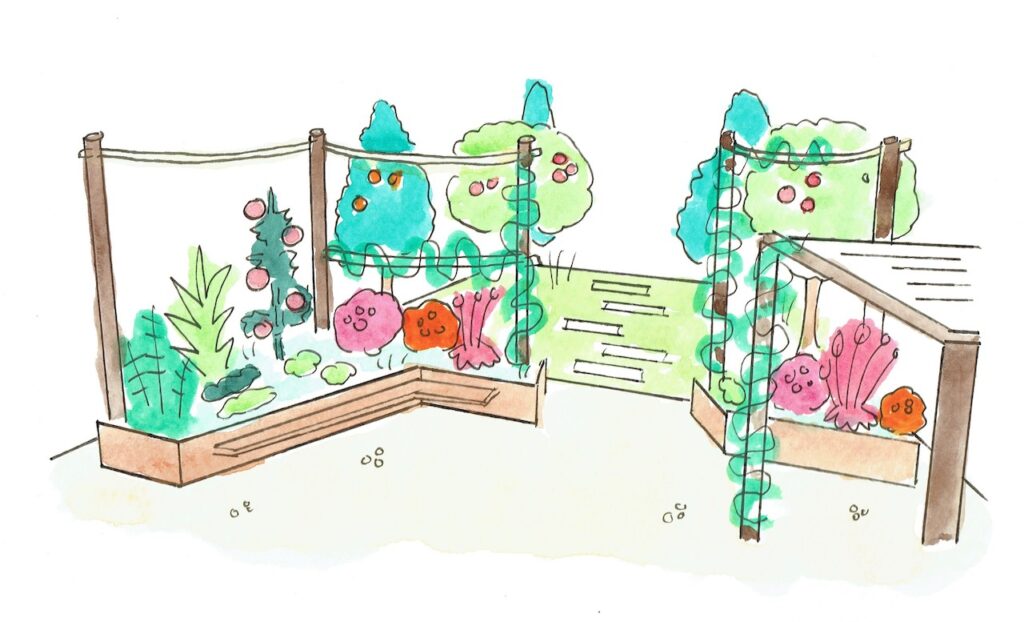 Raised beds with plants and climbers