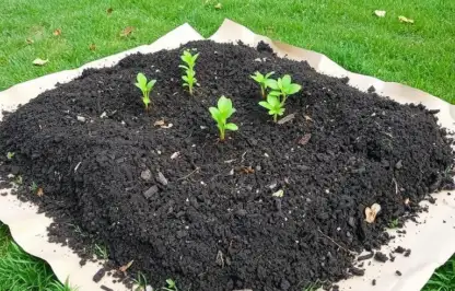 No dig on lawn