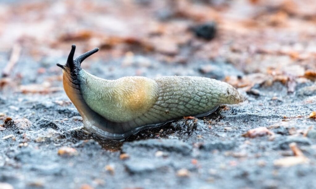 How to get rid of slugs