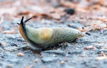 How to get rid of slugs