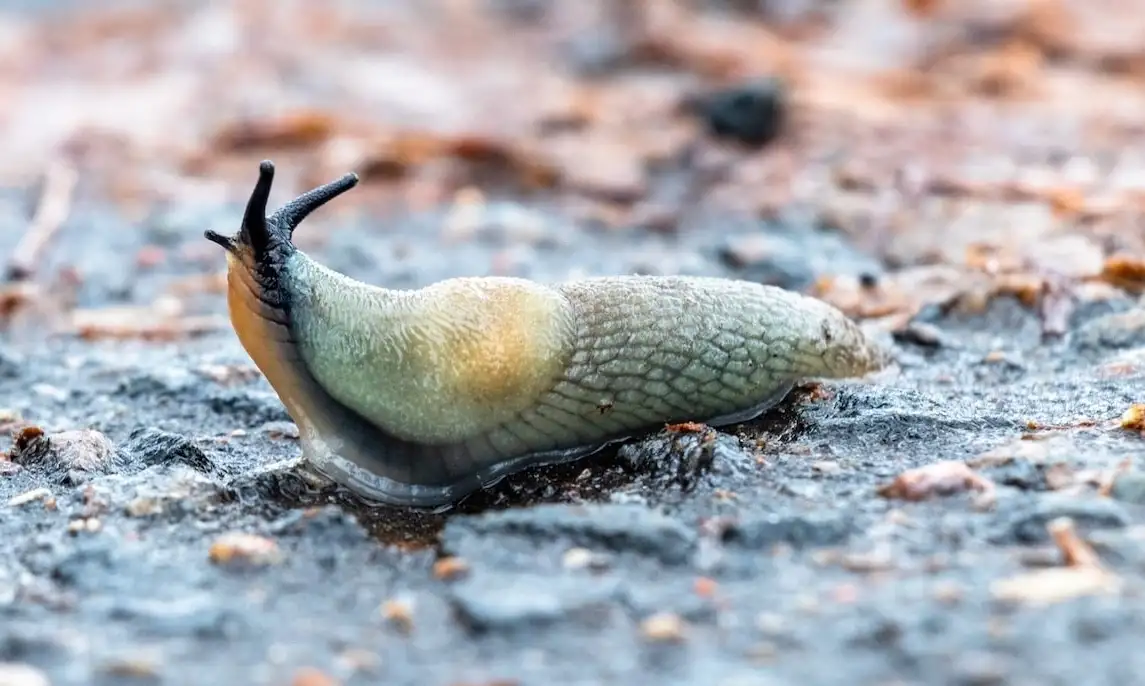 How to get rid of slugs