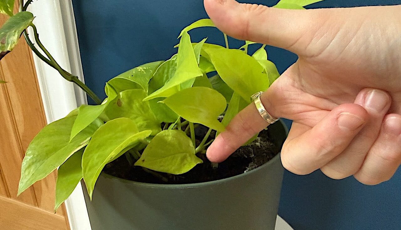 Finger test for soil moisture