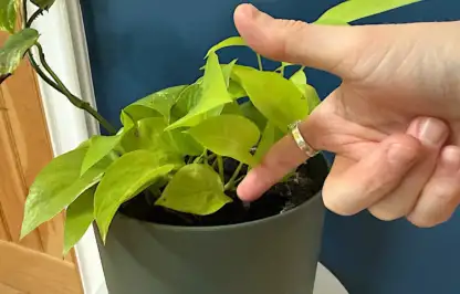 Finger test for soil moisture
