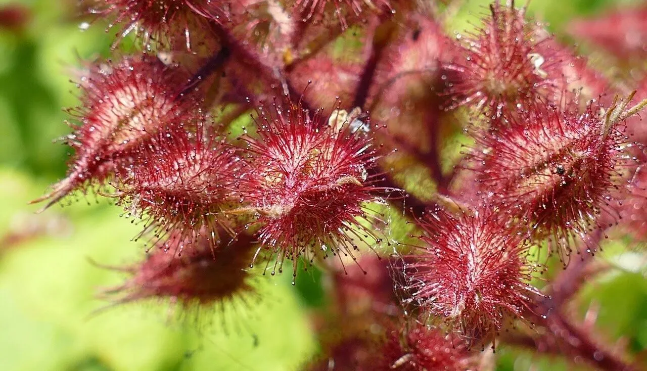 Japanese wineberry