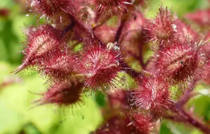 Japanese wineberry