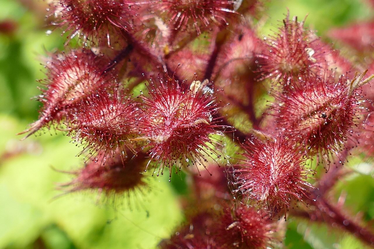 Japanese wineberry fruit