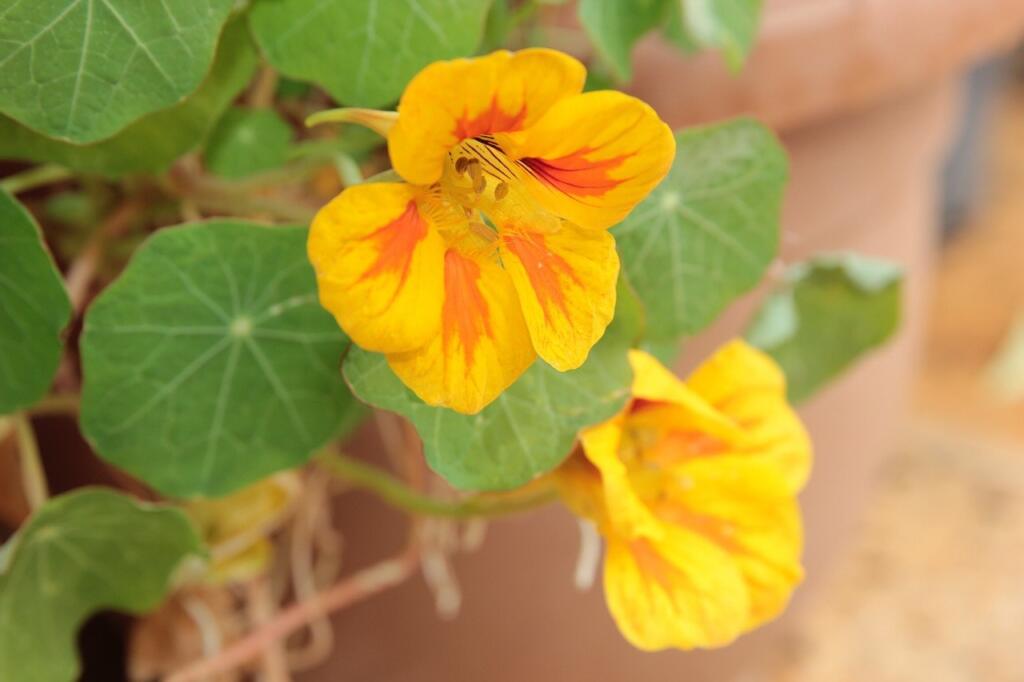 Nasturtium edible flowers