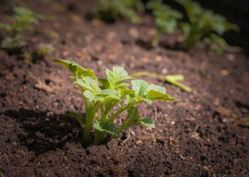 Potatoes emerging from soil