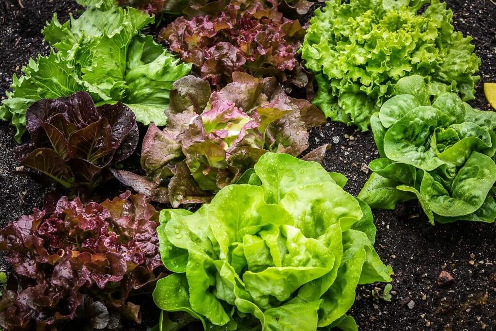 When to harvest salad