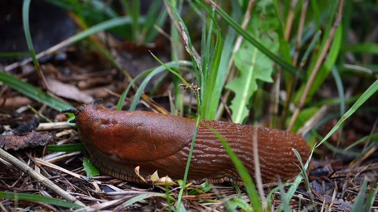 Slug proof plants