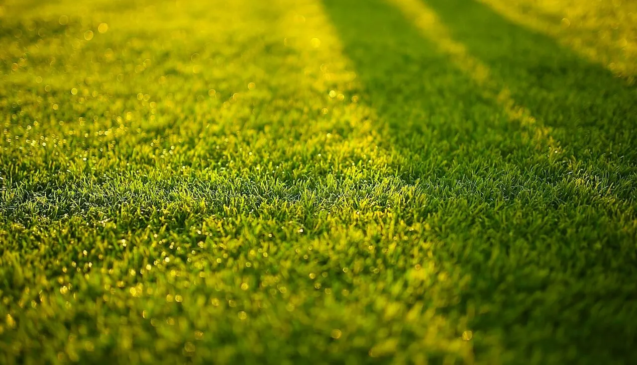 How to identify weeds in a lawn