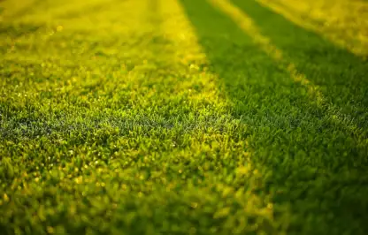 How to identify weeds in a lawn