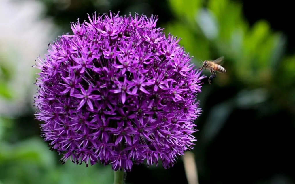 Purple sensation allium