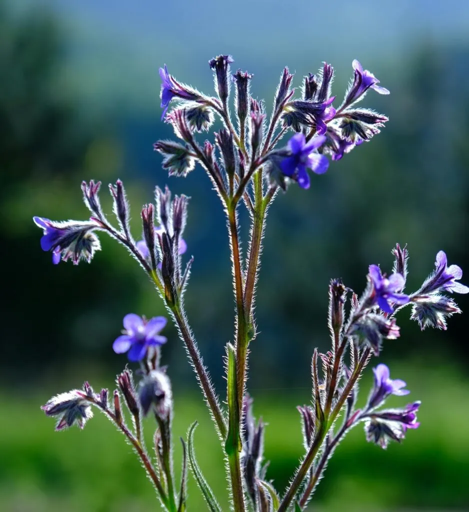 Blue anchusa