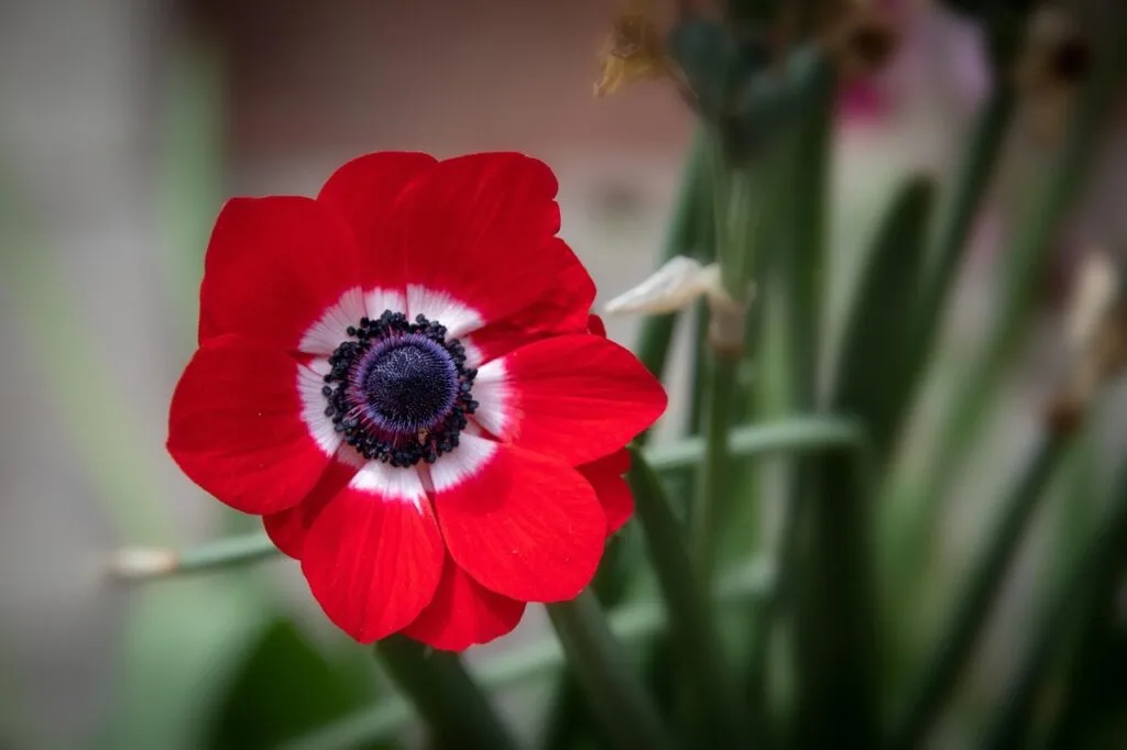 35 red flowers