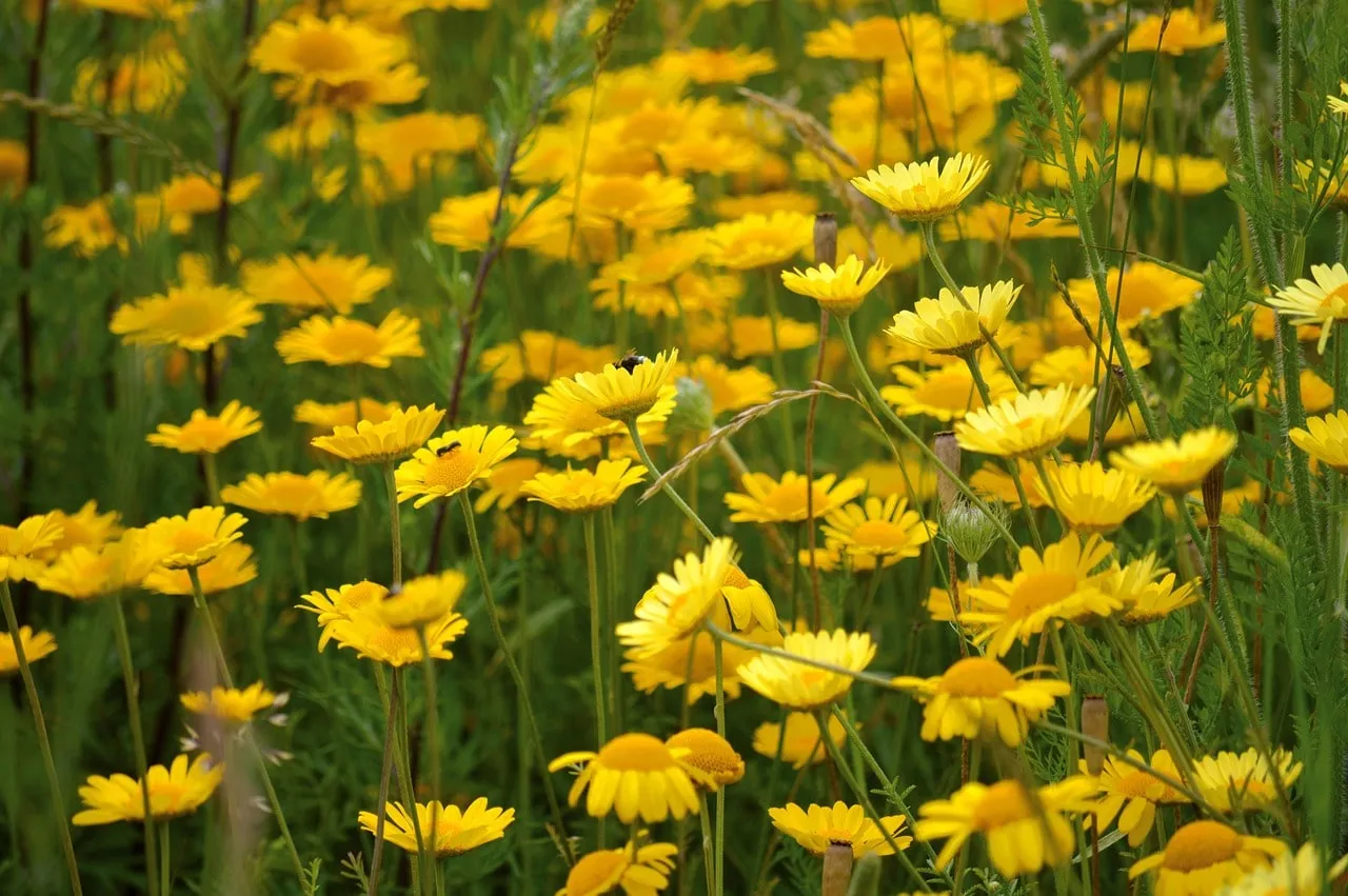 35 Yellow Flowering Plants for UK Gardens: Brighten Your Borders