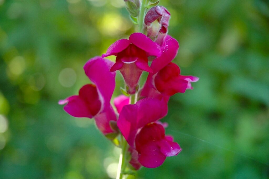 The best red flowers